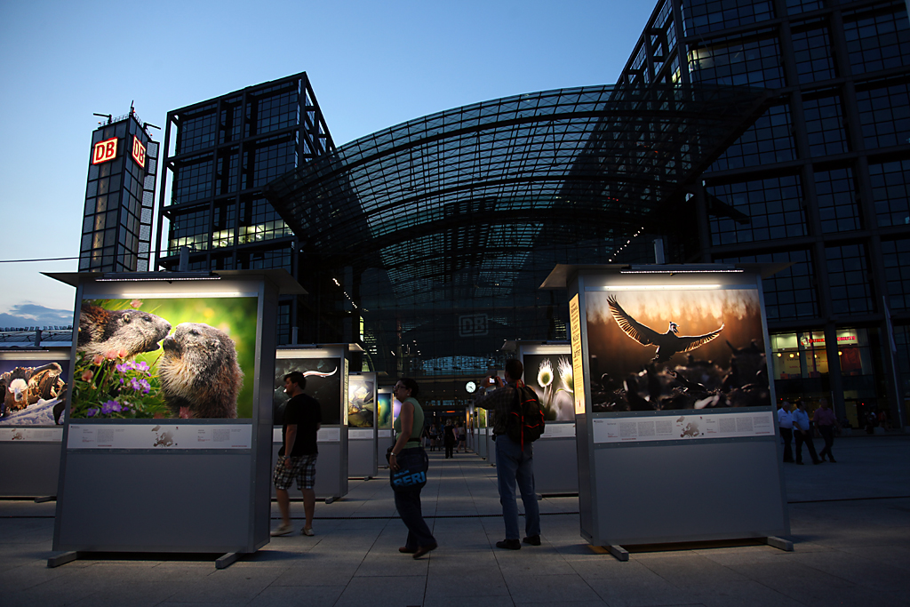 Mounting of Wild Wonders exhibition in Berlin